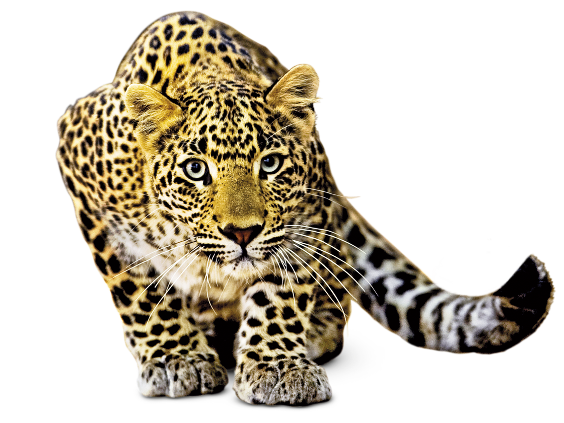 wild1