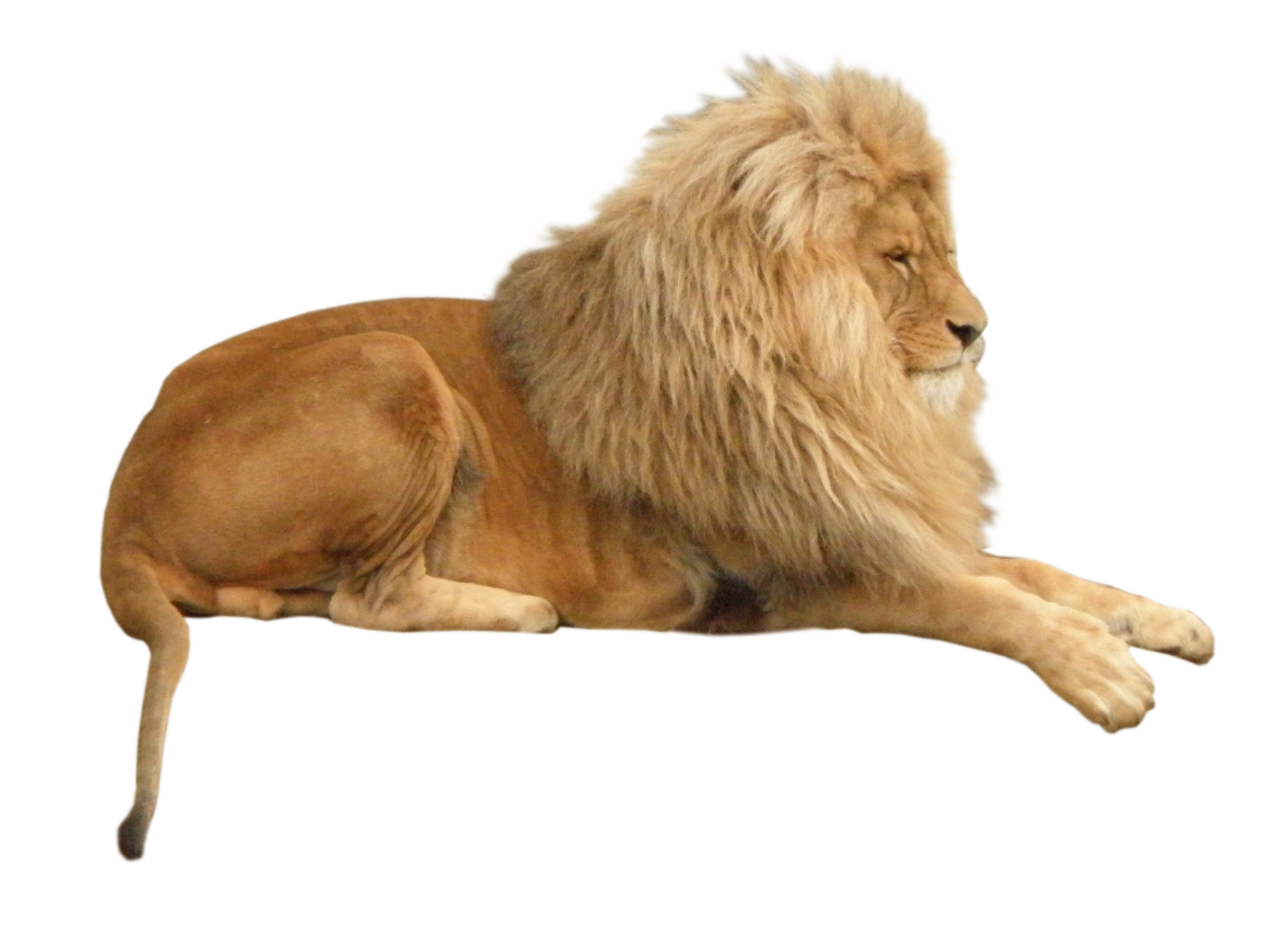 wild2