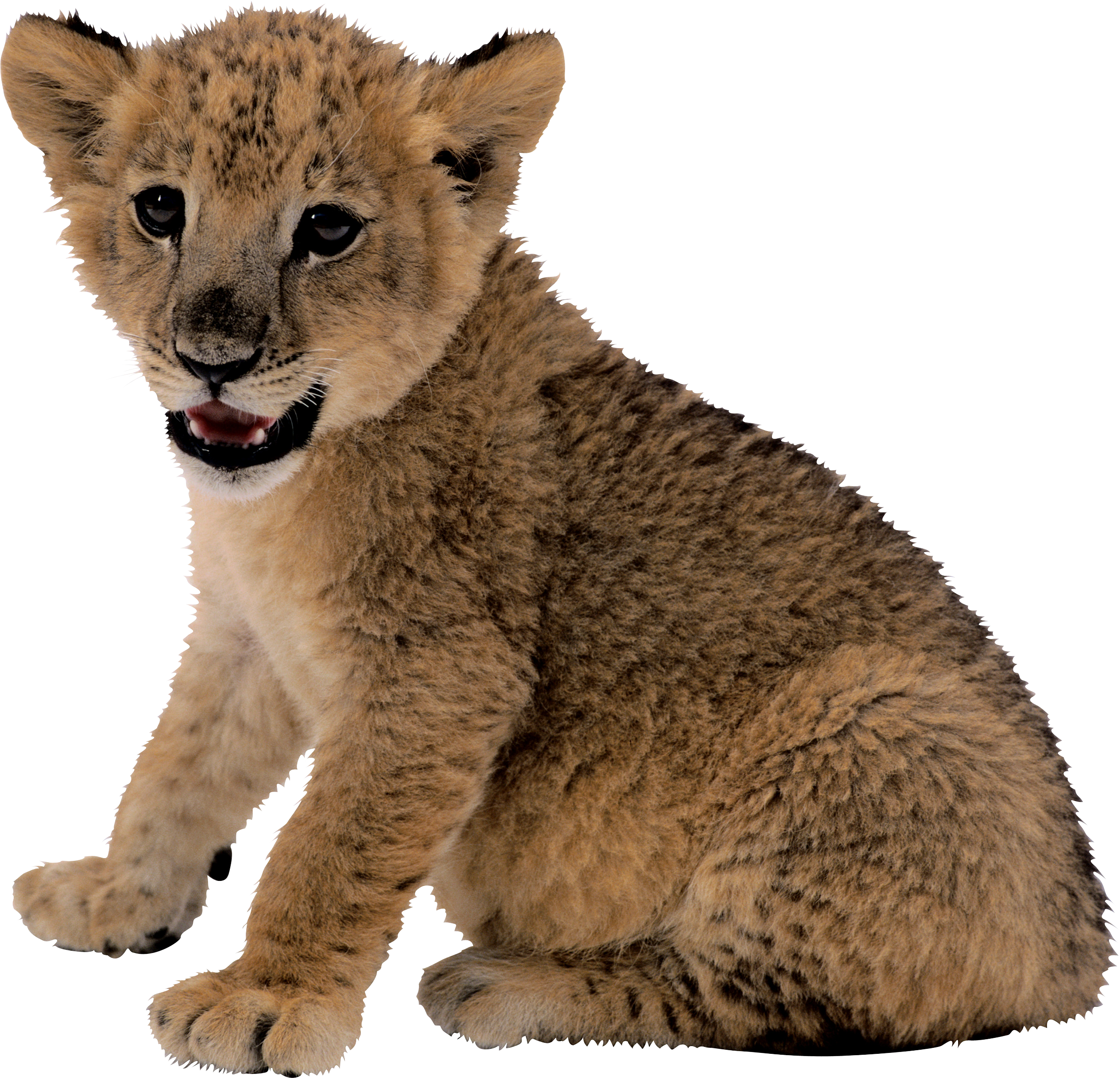 wild4