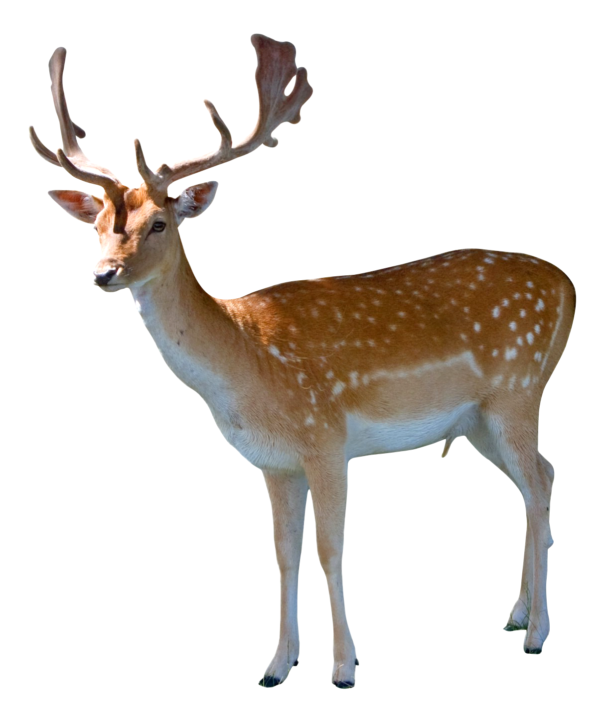 wild8